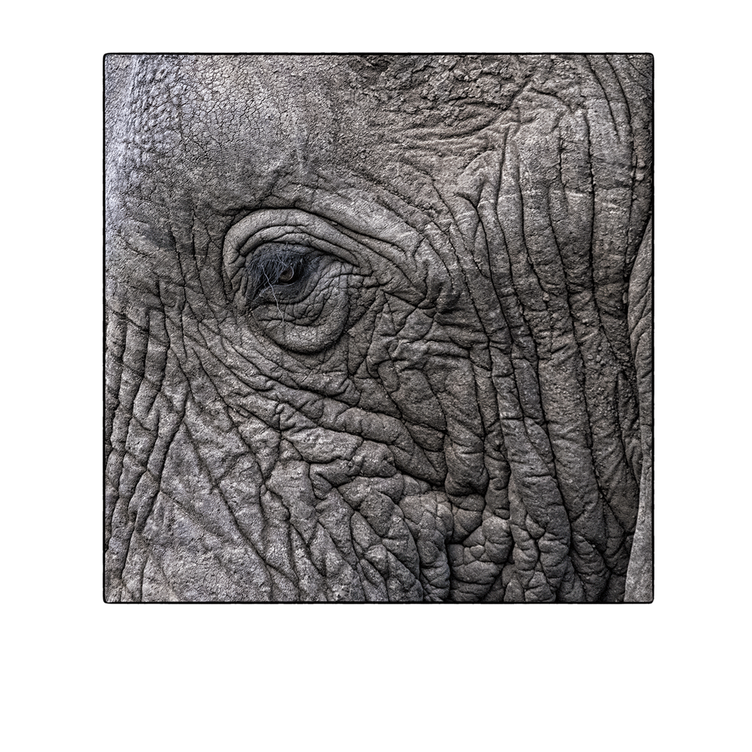 Elephant‘s eye