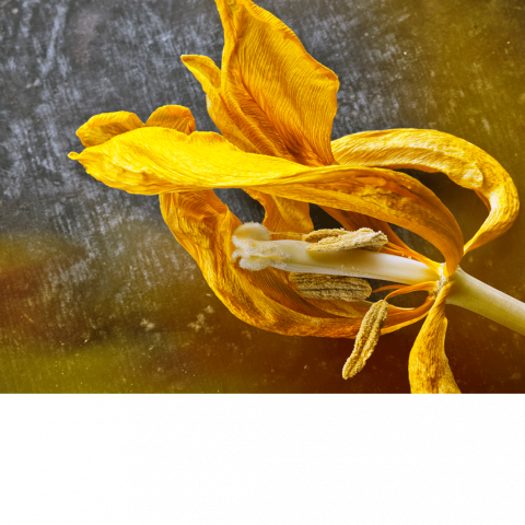 Beauté fugace – jaune