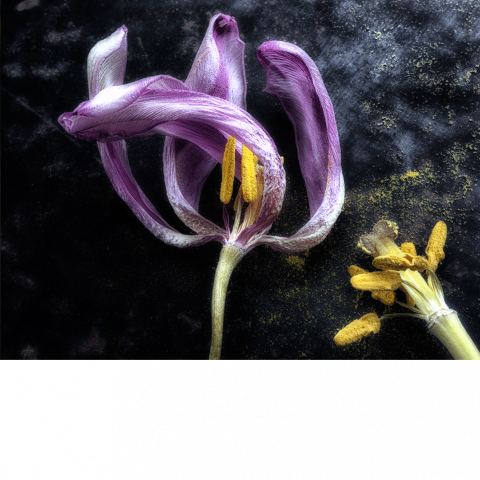Beauté fugace – violet