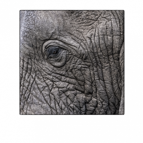 Elephant‘s eye