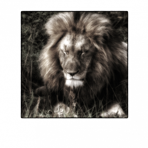 Lion sleeps tonight