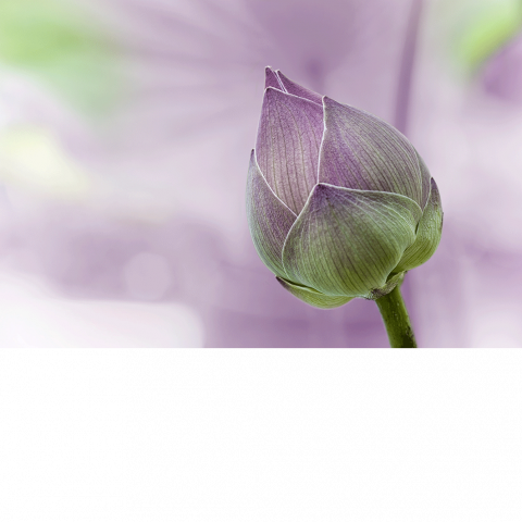 Le Lotus