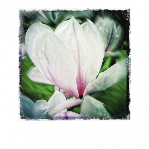 Le Magnolia 4
