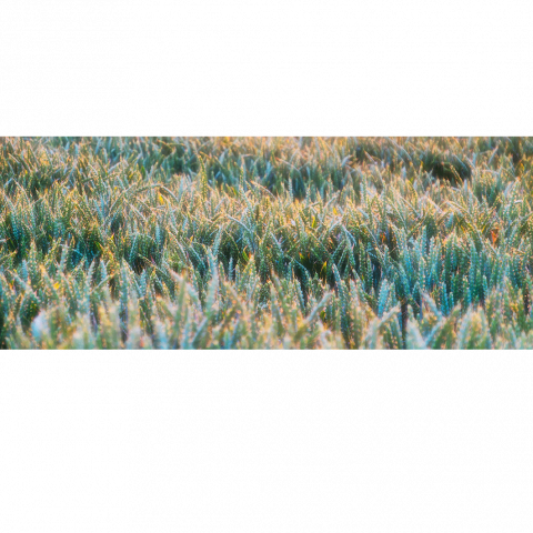 Natural Shapes 1