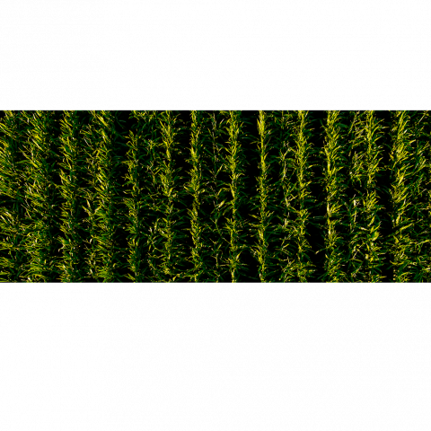 Natural Shapes 2