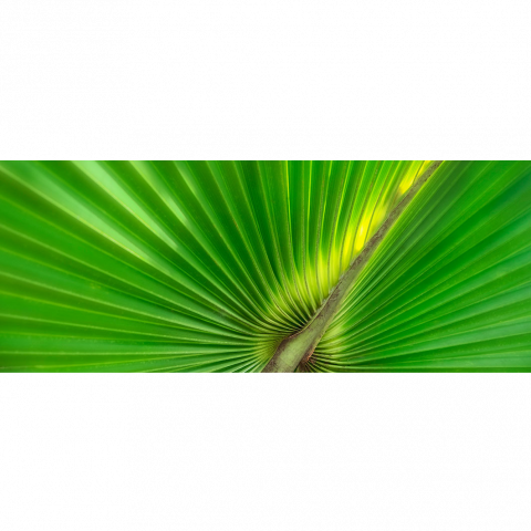Natural Shapes 4