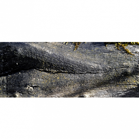 Natural Shapes 5